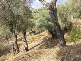 Sahibinden Aydın Karpuzlu Meriçler De 2100m2 Zeytinlik 35 Ağaçlı