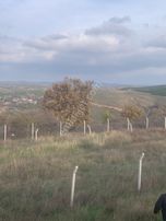 Kırklareli Kofçaz Kocatarla Satilik Tarla