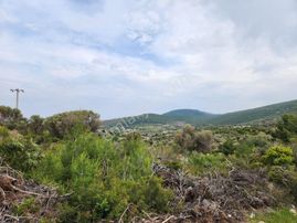 İzmir Karaburun Mordoğan'da Yatırımlık Asfalt Yola Cepheli Tarla