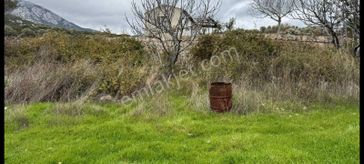 Kösederede Kadastral Yola Cepheli Bakımlı Zeytinlik