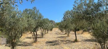 Kösederede Kadastral Yola Cepheli Bakımlı Zeytinlik