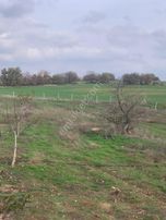 Kırklareli Kofçaz Kocatarla Satılık Cevız Bahçesi