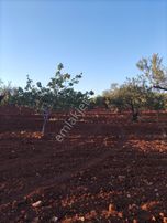 Nizip Sekilide Satılık Fırsat Arazi!!