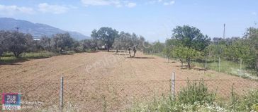 Kemalpaşa'da İmara Çok Yakın 2600 M2 Tarla