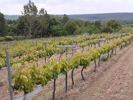 Kırklareli Pınarhisar Yenice De 4600 M2 Satılık