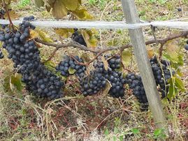 Kırklareli Pınarhisar Yenice De 4600 M2 Satılık