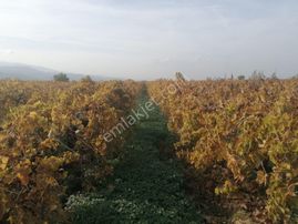 Satılık Bağ Yaşar Emlaktan