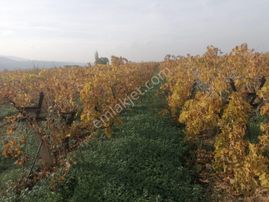 Satılık Bağ Yaşar Emlaktan