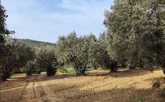 Tekırdağ Şarköy Hoşköy 10.190 Metre² Satılık Zeytınlık