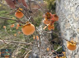 Yazıköyde Satılık Bahçe (kurulu Düzen) Elektrik,su, Taş Duvar