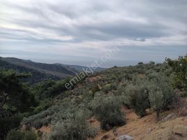 Egenin Kalbinde, Geleceğe Değer Katan Zeytinlik!