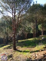 Ada Royal Den Şirince De 150 Ağaçlı 6 Dönüm Çamlık