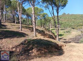 Ada Royal Den Şirince De 150 Ağaçlı 6 Dönüm Çamlık