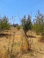 Kemalpaşa Aşağıkızılcada Harika Konumda Satılık Yatırımlık Arsa