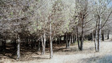 Pendik Kurnaköy Rezerv Alan Da Tek Parsel