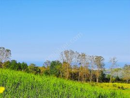 Atakum Çamlıyazı Full Deniz Manzaralı 1150 M2 Satılık Tarla