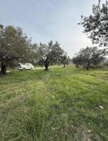 Yorulmaz Gayrimenkulde Kırkağaç Bakırda Zeytinliğimiz