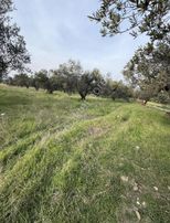 Yorulmaz Gayrimenkulde Kırkağaç Bakırda Zeytinliğimiz