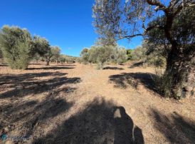 Premar Datça Reşadiye'de 8396m2 Tarla Vasfında Full Zeytinlik