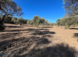 Premar Datça Reşadiye'de 8396m2 Tarla Vasfında Full Zeytinlik