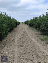 Kurul Gayrimenkulden Ceyhan Kızılderede Nareciye Behçesi Satılık