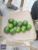 Kurul Gayrimenkulden Yakapınar Misiste Mayer Ve Cara Cara Bahçe