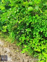 Kurul Gayrimenkulden Yakapınar Misiste Mayer Ve Cara Cara Bahçe