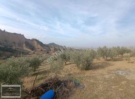 Salihli Karaağaç Kurudere Mevkiinde 4,5 Dönüm Zeytinlik.