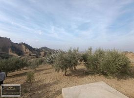 Salihli Karaağaç Kurudere Mevkiinde 4,5 Dönüm Zeytinlik.