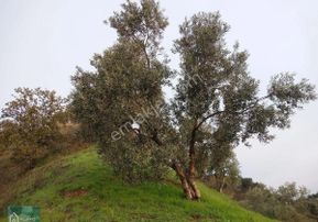 Satılık Zeytinlik