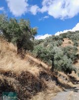 Satılık Bag Evi Ve Zeytin İncir Bahcesi