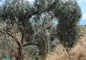 Satılık Bag Evi Ve Zeytin İncir Bahcesi