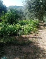 Satılık İki Adet Ev Ve Zeytinlik