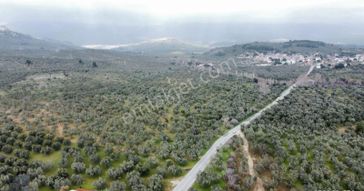 ▀▄mera Emlaktan Tuzcumurat Mah. Asfalta Cephe 9.400 M2 Zeytinlik