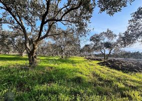 Çıkrıkçı Mevki %40 4 Kat İmarlı 8-12 Dairelik Arsa