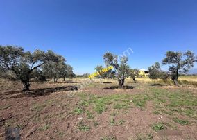 ▀mera Emlaktan Mescit'de Ana Asfalta 2. Parsel 9.960m2 Zeytinlik