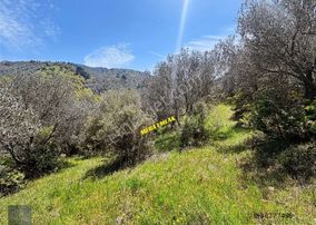 Mera Emlaktan Hacıaslanlar Mevkiinde 10.385m2 Muhteşem Zeytinlik