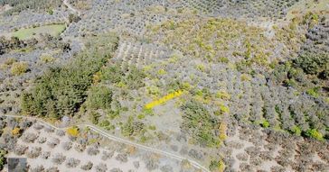 Mera Emlaktan Hacıaslanlar Mevkiinde 10.385m2 Muhteşem Zeytinlik