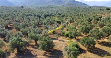 Tuzcumurat Mh Üniversite Karışısı Asfalt Cephe 500m2 İmarlı Arsa