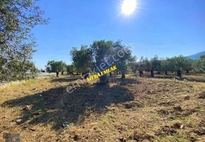 Tuzcumurat Mh Üniversite Karışısı Emsalsiz 501 M2 İmarlı Arsa