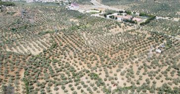 ▀▄mera Emlaktan Tuzcumurat Mah. 100 Binlik İmar İçinde Zeytinlik