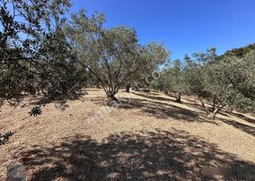 ▀▄mera Emlaktan Tuzcumurat Mah. 100 Binlik İmar İçinde Zeytinlik