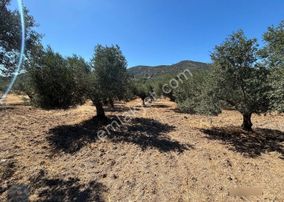 Mera Emlaktan Tuzcumurat Mh. 100 Binlik İmarda 8.190m2 Zeytinlik