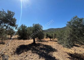 Mera Emlaktan Tuzcumurat Mh. 100 Binlik İmarda 8.190m2 Zeytinlik