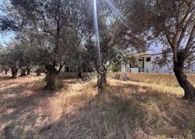 ▀▄mera Emlaktan Zeytinli Köyünde 239 M2 Emsalsiz İmarlı Arsa
