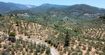 Mera Emlaktan Beyoba Köyü Asfalta Cephe 3.870 M2 Zeytinlik