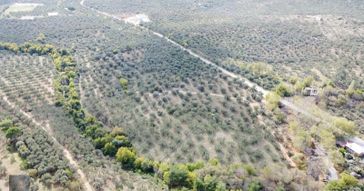 ▀▄mera Emlaktan Tuzcumurat Mah. Dereye Cephe Emsalsiz Zeytinlik