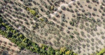 ▀▄mera Emlaktan Tuzcumurat Mah. Dereye Cephe Emsalsiz Zeytinlik