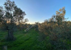 ▀▄mera Emlaktan Hamambaşı Mah. Asfalta Cephe 4.225m2 Zeytinlik