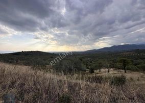 ▀▄mera Emlaktan Yaylaönü Mevkiğinde 17 Dönüm Satılık Zeytinlik